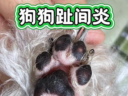 狗狗频繁舔脚,小心趾间炎‼️#狗狗舔脚#狗狗趾间炎 #新手养狗 #狗狗生病 #狗狗的日常