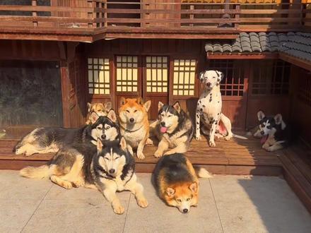 哈妹到底生几只?苏西怀孕没?今天揭晓谜底! #哈士奇 #土松 #中华田园犬 #万物可爱计划 #宝贝年味企划