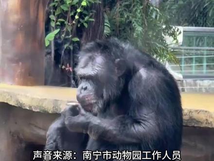 11月18日(采访)广西。南宁市动物园回应大猩猩抽烟手法娴熟“游客丢进去的,会加强巡逻。”(来源:广西新闻频道)