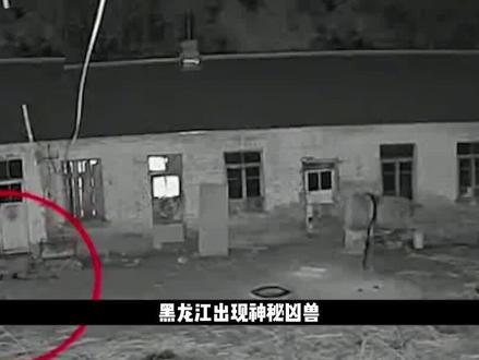 黑龙江出现神秘凶兽,十天咬伤500只大鹅,凶兽却不能捕杀? #科普 #动物 #鹅 #猫 #野生动物