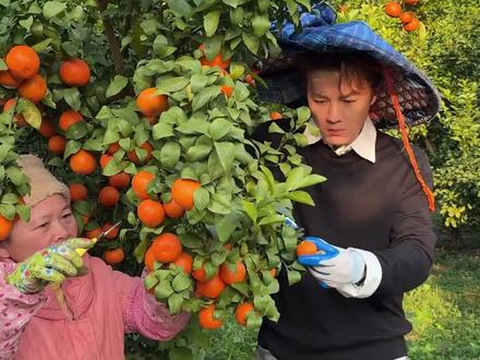 @吴克群 在广西剪完沙糖桔砍甘蔗,网友:来都来了,别闲着,还有广西科目N #吴克群 #广西不止有 #山水暖你悠游广西