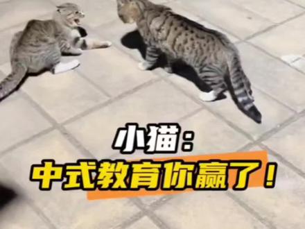 小猫:“不是说好不请家长吗?”