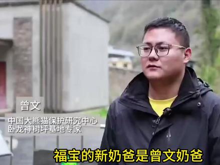 福宝的中国奶爸目前是曾文,拥有15年大熊猫饲养经验,是金牌奶爸 #大熊猫福宝 #福宝回国了 #福宝隔离