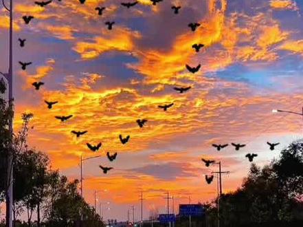 这个晚霞配这个#爱心大雁 太美了,咱也来一个,教程安排#轻而易剪 #剪辑教程 #大雁爱心 @DOU+小助手