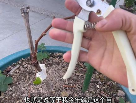 #真实生活分享官 昨天我冬剪葡萄时你们都说我的葡萄苗主干太细了,都建议我短截重新长芽重新培养主干,那么我也是听劝的人,今天看看我剪的对不对?不对的麻烦再劝我😂#葡萄种植 #葡萄怎么修剪 #葡萄冬剪 #家庭种植