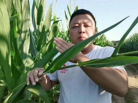 玉米去头,能增产么?有点扯淡#分享农业小知识 #玉米种植技术 #玉米 #农业技术推广 #抖音助农