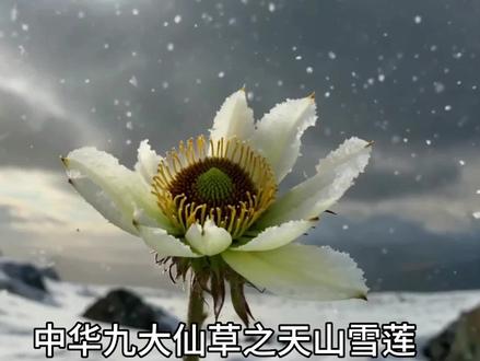天山雪莲#养生#生活#每天学习一点点