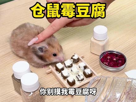 仓鼠也有自己的霉豆腐! #仓鼠 #金丝熊 #鼠鼠我呀 #霉豆腐
