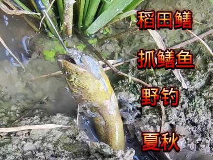 今天用线钩钓一下是种什么体验#图文伙伴计划 #户外钓黄鳝 #真实户外 #稻田鳝