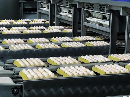 网红爱吃蛋被拉下神坛!涨粉400万后,一天40个蛋遭科普打假 #热点 #娱乐 #网红