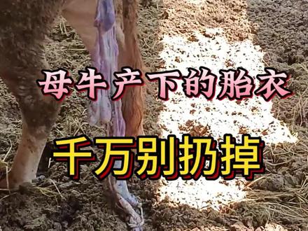 母牛产下的胎衣,可千万别扔掉 #牛 #养牛 #养殖 #三农