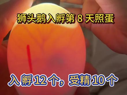 #创作灵感 狮头鹅蛋12个入孵,受精10个,这受精杠杠的#狮头鹅 #孵化鹅蛋三十天全过程视频 #孵化 #狮头鹅孵化