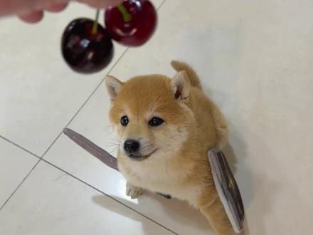 养小柴犬的第40天 小刀盾变身战斗版刀盾,刀盾出征,寸草不生
#我的刀盾 #刀盾狗 #战斗版刀盾 #柴犬宝宝 #刀盾吃樱桃