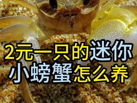 2元一只的迷你小螃蟹怎么养#螃蟹养殖