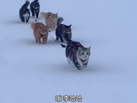 雪橇猫就是李哈哈小猫 #猫 #萌宠 #李哈哈一家