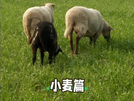 羊啃过的麦苗,影响产量吗?#来抖音学农技 #新农人计划2022 #羊啃麦苗#小麦控旺 #三农流量扶持计划