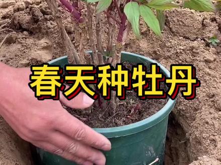 #盆栽牡丹 #原盆原土牡丹 #盆栽牡丹养护 春天盆栽牡丹应该如何种植?#牡丹知识 #创作灵感