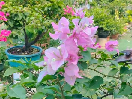 如何修剪棒棒糖三角梅?很多网友忽略芽点方向,拉枝也是有效环节 #三角梅 #嫁接三角梅 #修剪三角梅 #养护三角梅