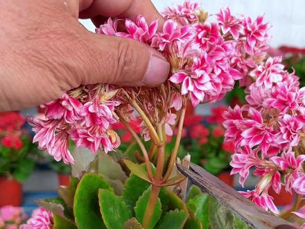 长寿花开败以后怎么修剪?#长寿花修剪#分享养花经验 #养花小知识 #长寿花养护 #分享家庭养花小知识