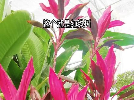 #红叶朱蕉 养花不能只浇水适当的施肥必不可少哦#盆栽绿植 #绿植花卉 #室内绿植 #dou上热门➭