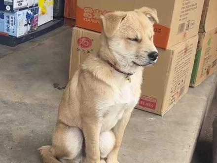 来看看你能跑的过哪些狗? #狗狗 #动物 #动物科普