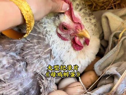 母鸡:我冤枉啊 #母鸡 #母鸡孵蛋 #万万没想到 #搞笑