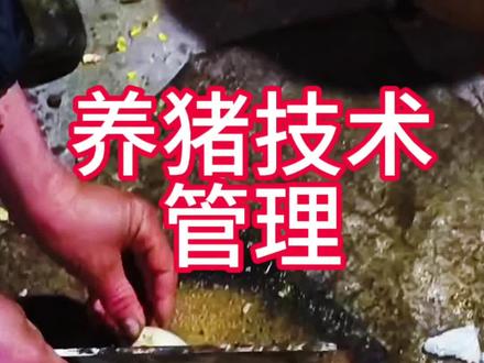 白萝卜浑身是宝,喂猪少不了#养猪 #三农养殖 #养猪技术#养猪人加油干 #养猪人不容易