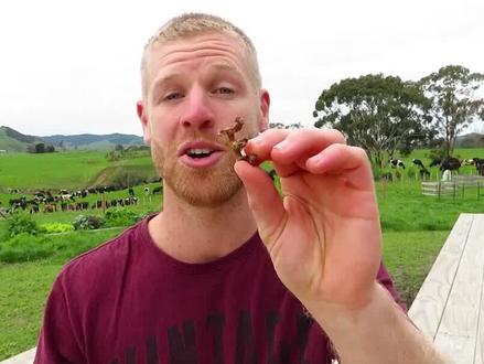 疯狂的拐枣:为了生存进化出六亲不认的样子,为何现在很少见到了