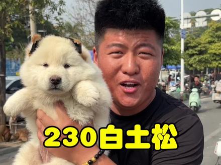 230白土松,像只小熊一样! 我是真喜欢,肥嘟嘟的!#土松 #vlog十亿流量扶持计划 #白土松