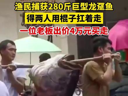 8月31日广东茂名,渔民捕获280斤巨型龙趸,一位老板出价4万元买走