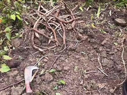 韦山归途挖葛大赛