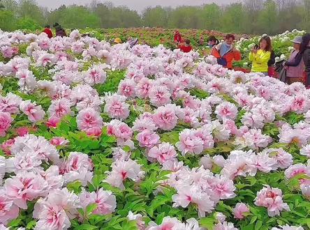 为什么牡丹能成为国花 #知识科普