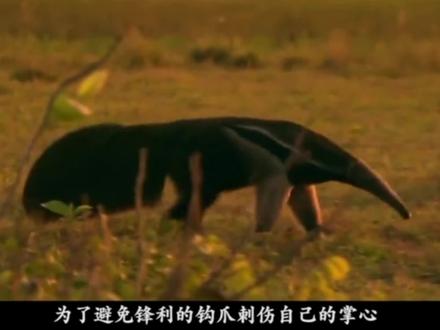 巨型食蚁兽大战美洲虎 #探秘 #野生动物 #生态环境 #大自然 #动物 #爱护大自然保护野生动物