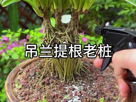把吊兰养成提根老桩#花卉绿植