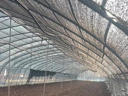 链孢霉感染都是小事#羊肚菌种植