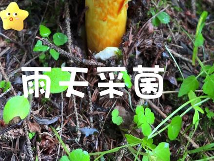雨天采蘑菇真的很治愈 #采蘑菇 #野生菌 #解压 #大自然