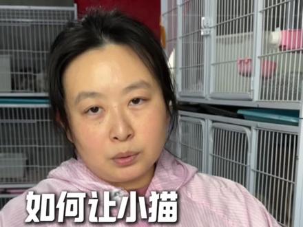 如何让小猫从吃奶过渡到吃猫粮呢#徐姐的猫咪繁育基地 #小猫 #养猫