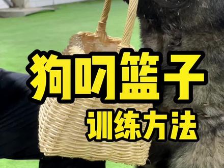 狗狗叼篮子,其实训练起来很简单。(上集)#狗狗 #宠物训练 #训犬 #训犬师