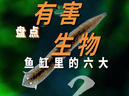 盘点鱼缸里的六大有害生物,你遇到过几个?#水族 #观赏鱼 #鱼缸 #新手养鱼 #新手养鱼100问 #新手养鱼避坑 #新手养鱼入门基础教程