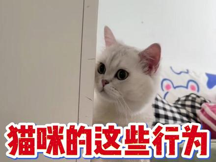 养猫小知识 猫咪的这些行为都代表什么意思#猫咪知识科普#猫咪的日常#养宠知识#喵星人的vlog#铲屎官的迷惑行为