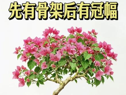三角梅造型,先有骨架再到成型冠幅 #抖音宝藏生活家#我的家里不能没有植物#三角梅 #修剪 #造型