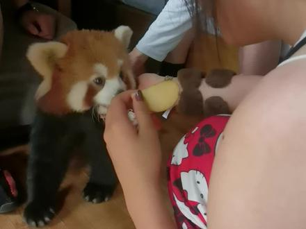 这下姑娘开心了,小熊猫进房间了,可以又喂又摸#小熊猫