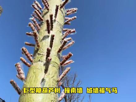 这个春节就来济南电影幻城感受不一样的新年吧!太好玩了#金马迎春幻城送福
#济南电影幻城新春狂欢
#赴一场年味正浓的济南
#济南沉浸式全园互动游戏 #戏精学院等你来体验