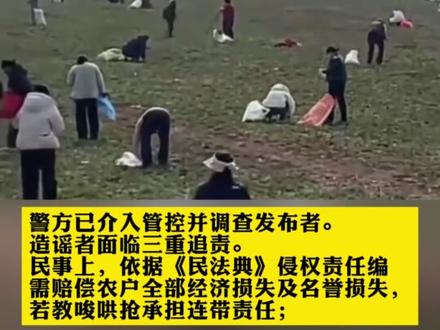 谣传“免费挖荠菜”视频 农户200亩荠菜地被偷空 #普法宣传 #法律科普 #热点