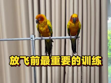 金太阳放飞最重要的前提,一定一定要看完,防止丢鸟#鹦鹉 #养宠知识 #金太阳鹦鹉 #手养鹦鹉#鹦鹉日常