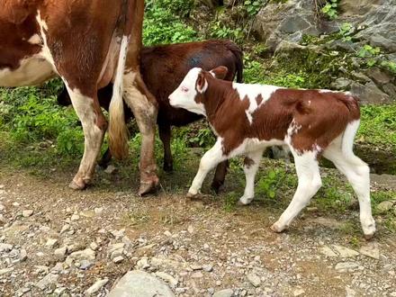 两头小牛跟牛妈妈走散了,主人赶紧带它们去找牛妈妈,太可爱了! #小牛犊 #养牛人 #牛犊子 #放牛 #养牛人的生活 #三农流量扶持计划