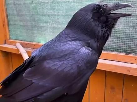 乌鸦为什么会说话 #乌鸦说话 #画画