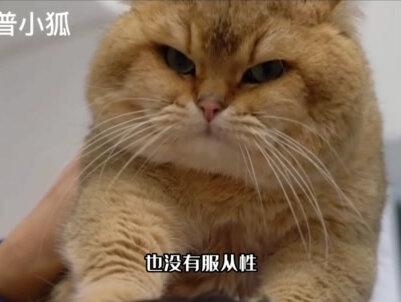 第3集|同样是宠物,为何只有工作犬没有工作猫?难道猫的智商比狗低吗? #小狗 #猫猫 #科普 #知识