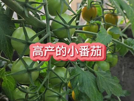 怎么让小番茄的产量高一点,小番茄的养护方法,新手种小番茄 #小番茄种植 #种小番茄 #盆栽小番茄 #小番茄 #小番茄苗