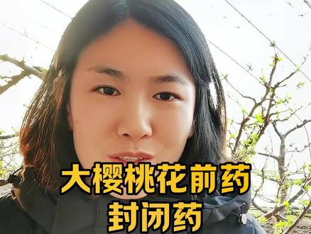 大樱桃花前药什么时间打?打什么?#大樱桃种植管理 #服务三农支持三农 #大樱桃